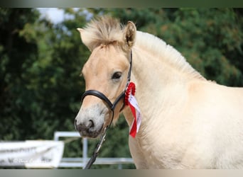 Fjord Horses, Stallion, Foal (05/2024), Dun