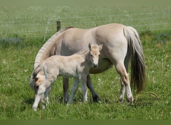 Fjord Horses, Stallion, Foal (05/2024), Dun