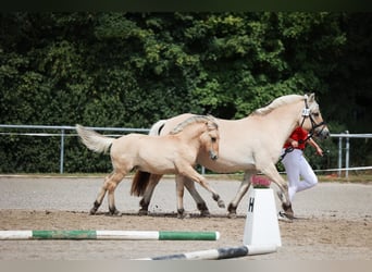 Fjord Horses, Stallion, Foal (05/2025), Dun
