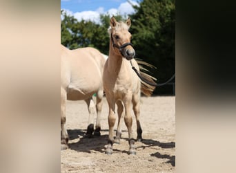Fjord Horses, Stallion, Foal (05/2025), Dun