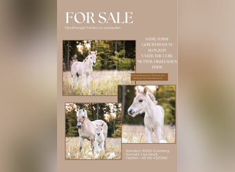 Fjord Horses, Stallion, , Dun