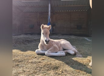 Fjord Horses, Stallion, Foal (04/2026), Dun
