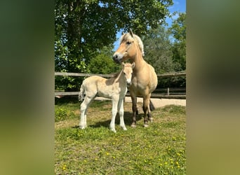 Fjord Horses, Stallion, , Dun