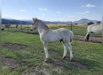 Fjord Horses, Stallion, Foal (05/2024), Dun