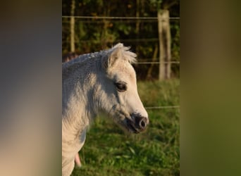 Fjord Horses, Stallion, Foal (08/2024), Grullo