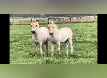 Fjord Horses, Stallion, Foal (05/2024)