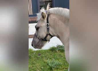 Fjord Horses, Stallion, Foal (05/2025)