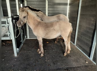 Fjord Horses, Stallion, Foal (05/2025)