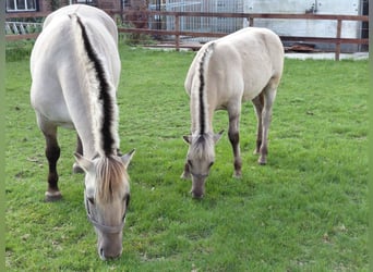 Fjord Horses, Stallion, Foal (05/2025)