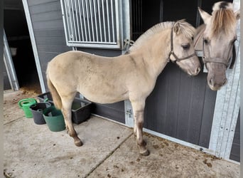 Fjord Horses, Stallion, Foal (05/2025)