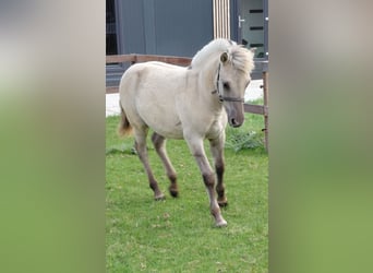 Fjord Horses, Stallion, Foal (05/2025)
