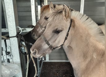 Fjord Horses, Stallion, Foal (05/2025)