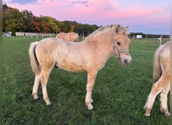 Fjord Horses, Stallion, Foal (05/2025), Red Dun
