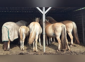 Fjord Horses, Stallion, Foal (06/2025), Red Dun