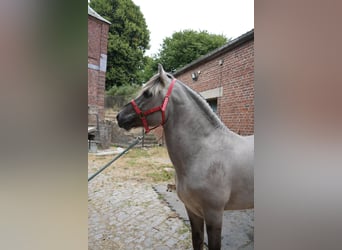 Fjord Horses, Stallion, 19 years, 14.3 hh, Grey