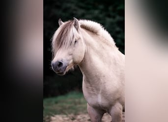 Fjord Horses, Stallion, 9 years, 14.3 hh, White