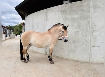 Fjord, Merrie, 10 Jaar, 151 cm, Falbe