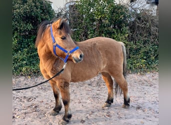 Fjord Mix, Merrie, 11 Jaar, 132 cm, Falbe