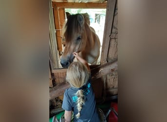 Fjord, Merrie, 11 Jaar, 148 cm, Falbe