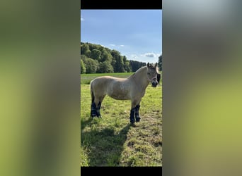 Fjord, Merrie, 12 Jaar, 142 cm, Lichtbruin