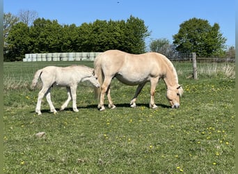 Fjord, Merrie, 13 Jaar, 142 cm, Falbe