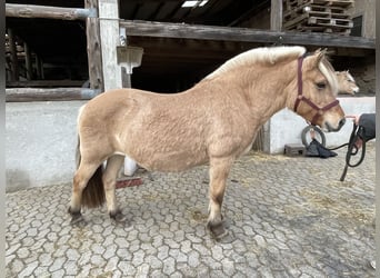 Fjord, Merrie, 16 Jaar, 144 cm, Falbe