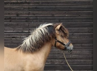 Fjord, Merrie, 1 Jaar, 130 cm