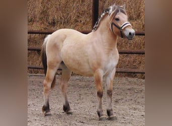 Fjord, Merrie, 1 Jaar, 138 cm