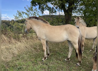 Fjord, Merrie, 1 Jaar, Falbe