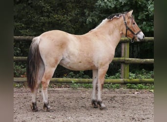 Fjord, Merrie, 2 Jaar, 139 cm