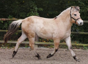 Fjord, Merrie, 2 Jaar, 140 cm