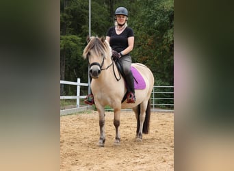Fjord, Merrie, 3 Jaar, 140 cm, Falbe