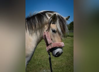 Fjord, Merrie, 3 Jaar, 142 cm, Falbe