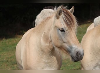 Fjord, Merrie, 3 Jaar, 142 cm, Falbe