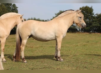 Fjord, Merrie, 3 Jaar, 142 cm, Falbe