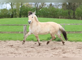 Fjord, Merrie, 3 Jaar, 142 cm, Falbe