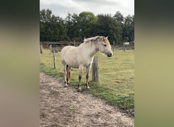 Fjord, Merrie, 3 Jaar, 143 cm, Falbe
