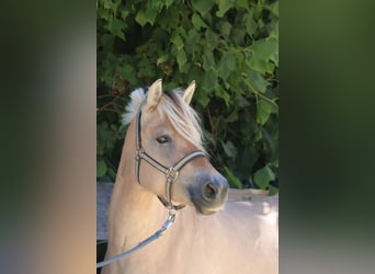 Fjord, Merrie, 3 Jaar, 143 cm, Falbe