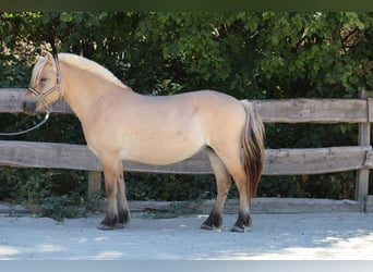 Fjord, Merrie, 3 Jaar, 143 cm, Falbe