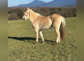 Fjord, Merrie, 3 Jaar, 146 cm, Falbe