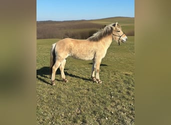 Fjord, Merrie, 3 Jaar, 146 cm, Falbe