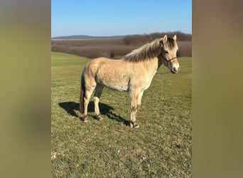 Fjord, Merrie, 3 Jaar, 146 cm, Falbe