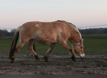 Fjord, Merrie, 4 Jaar, 140 cm