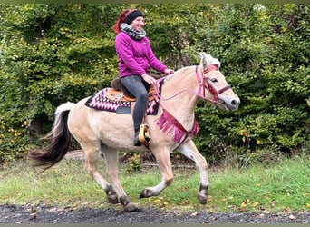 Fjord, Merrie, 4 Jaar, 146 cm, Falbe