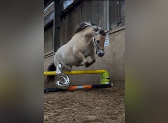 Fjord, Merrie, 5 Jaar, 143 cm, Falbe