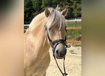 Fjord, Merrie, 5 Jaar, 145 cm, Falbe