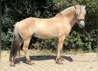 Fjord, Merrie, 5 Jaar, 145 cm, Falbe