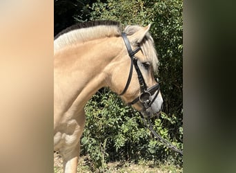 Fjord, Merrie, 5 Jaar, 145 cm, Falbe