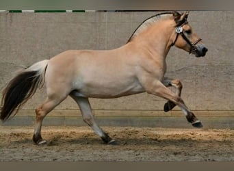 Fjord, Merrie, 5 Jaar, 145 cm, Falbe