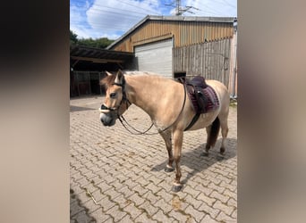 Fjord, Merrie, 5 Jaar, 145 cm, Falbe